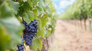 Мінекономіки та корпорація «Укрвинпром» уклали угоду про співпрацю щодо розвитку виноградарсько-виноробної галузі